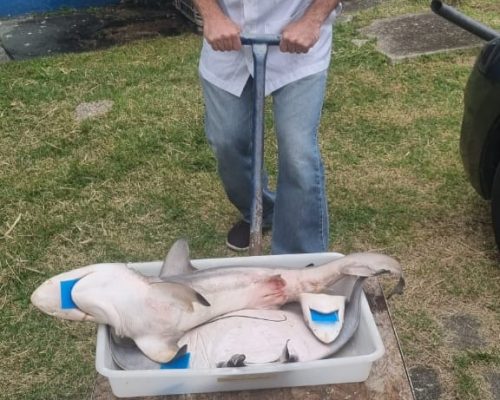 Imagem do WhatsApp de 2023-04-28 à(s) 22.42.02 (1)