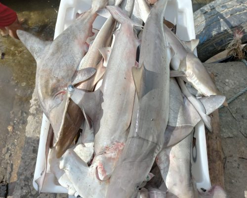 Imagem do WhatsApp de 2023-04-28 à(s) 22.42.02 (3)