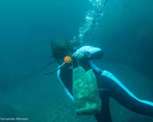 Manejo de coral-sol - Analista ambiental Adriana Gomes
