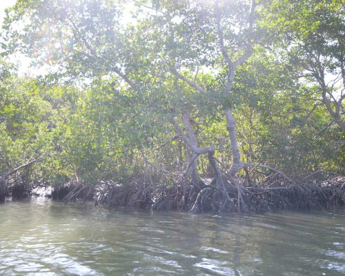 Manguezal - Baia de Sepetiba 1