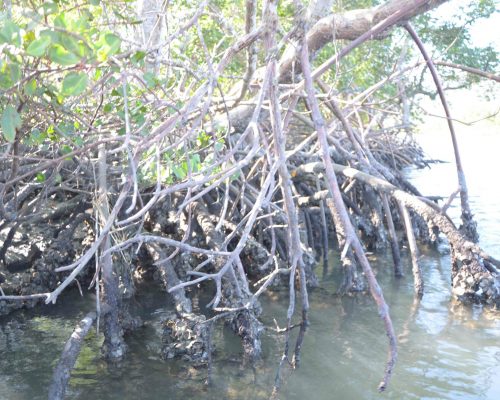 Manguezal - Baia de Sepetiba