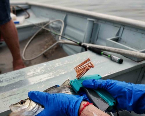 Marcação de um robalo Foto_ Magda Fernandes de Andrade-Tubino