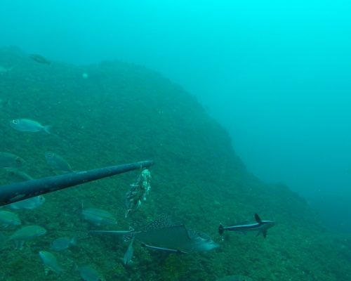 Monitoramento BRUVS - Arraial do Cabo