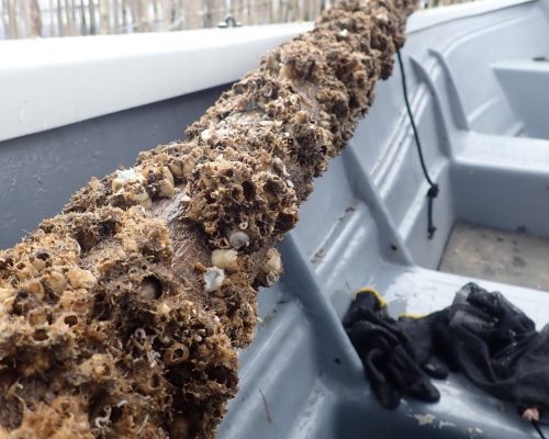 Organismos incrustados em madeira de curral_Crédito da imagem - Luiza Garcia