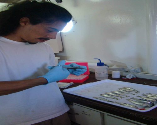 Pesquisador realizando amostragem biológica de sardinhas_N.Pq. Atlântico Sul_março de 2018