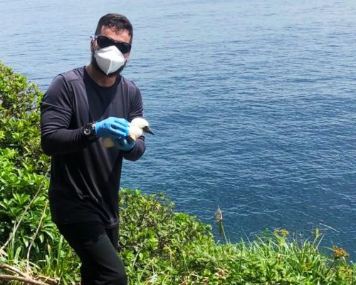 Pesquisador realizando monitoramento dos ninhos de atobá-marrom na Ilha Cagarra