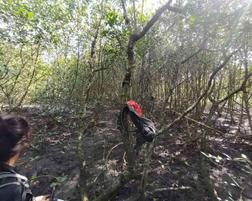 Realização de mapeamento nas florestas de mangue nas unidades de conservação