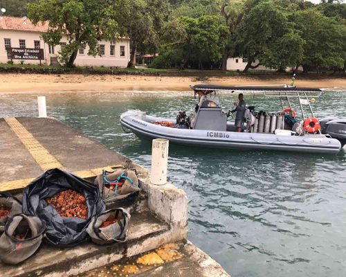 Refúgio de Vida Silvestre do Arquipélago de Alcatrazes e Estação Ecológica Tupinambás -Carolina Ferreira (2)
