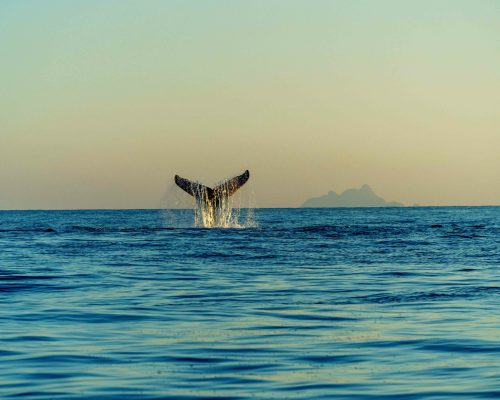 Refúgio de Vida Silvestre do Arquipélago de Alcatrazes e Estação Ecológica Tupinambás - Leo Francini (1)