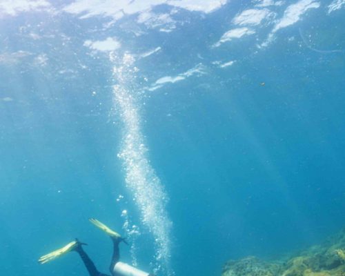 Refúgio de Vida Silvestre do Arquipélago de Alcatrazes e Estação Ecológica Tupinambás - Leo Francini (81)