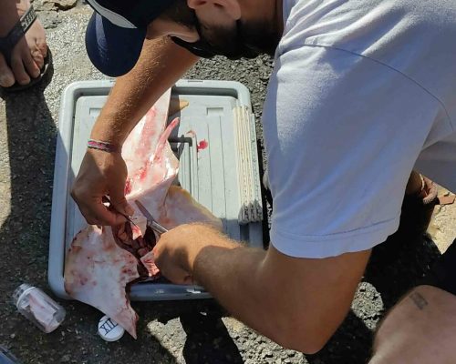 SA0012 Pseudobatos IMG_20220318_084125 Barco Mar do Norte (Luciano Fischer)