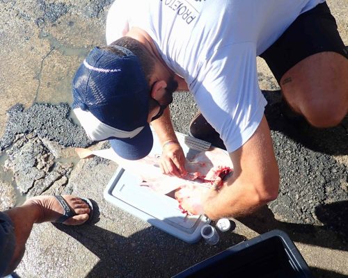 SA0012 Pseudobatos Projeto Salvar Desembarque Mercado Peixes Macaé RJ LGF00485 Barco Mar do Norte (Luciano Fischer)