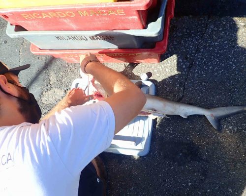 SA0013 Rhizoprionodon Projeto Salvar Desembarque Mercado Peixes Macaé RJ LGF00496 (Luciano Fischer)