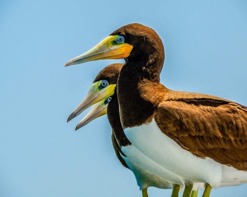 _Sula Leucogaster-11 (Luciano Fischer)