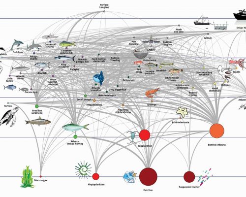 Teia trófica - (Projeto Enfoque ecotrófico)