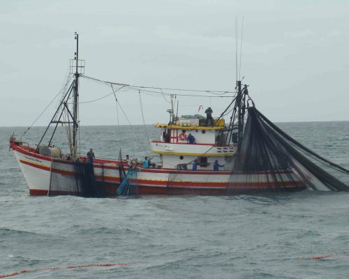 Traineira arrendada pelo Projeto MULTISAR para captura de sardinhas com rede de cerco