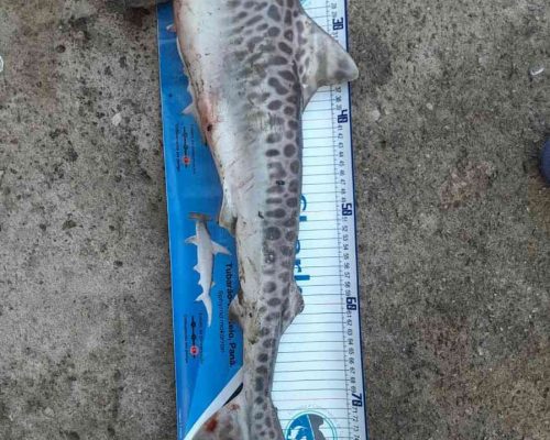 Tubarão Tigre sendo medido. O animal foi doado ao projeto pelos pescadores locais - Maricá-RJ