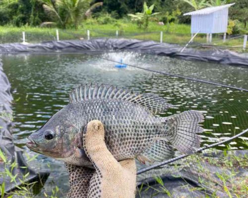 criação peixe Saracuruna